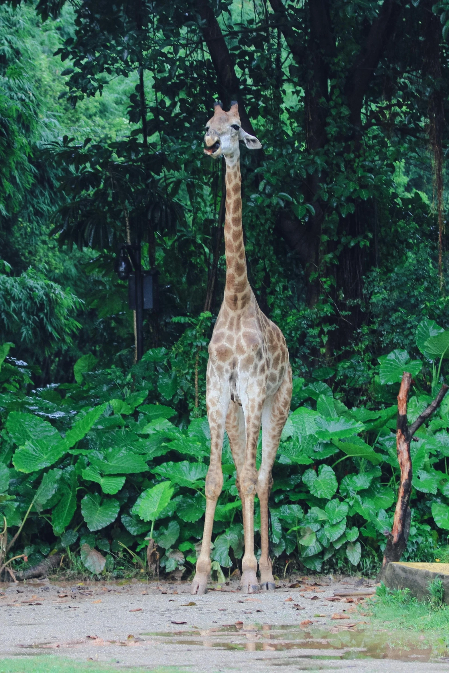 a giraffe standing on the dirt near some bushes and trees