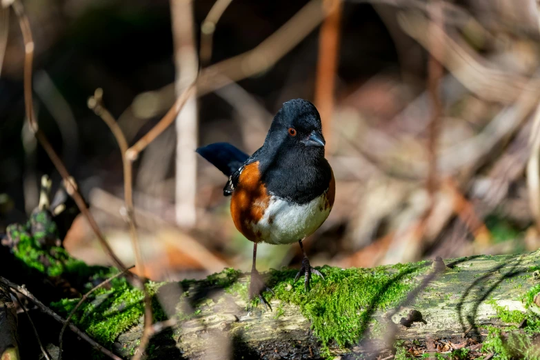 a small bird perched on top of a mossy log