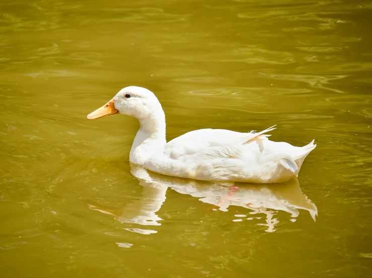 an image of a duck that is swimming