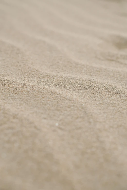 a bird on the ground with sand in front of it