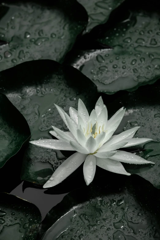 white flower in the middle of many leaves