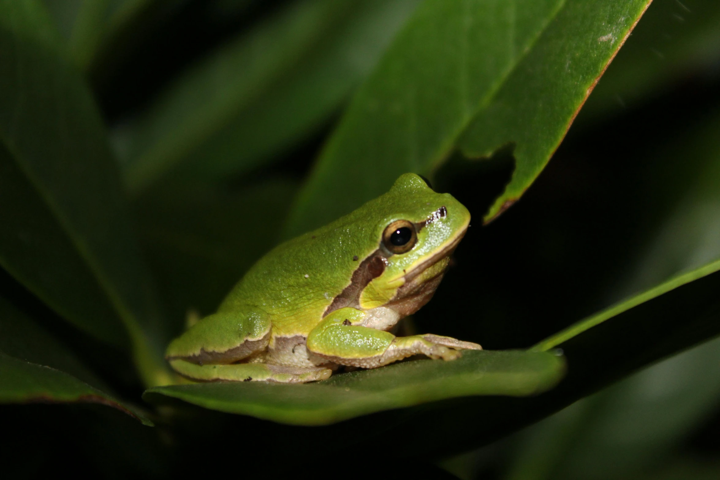 a green frog that is on top of a leaf