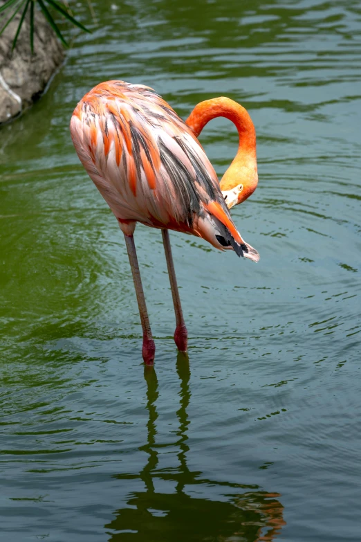 a pink flamingo standing in shallow green water