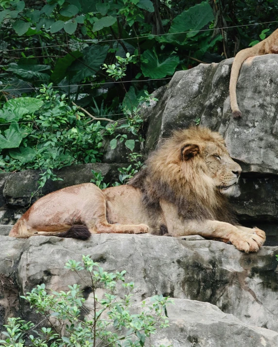 a couple of lions laying on top of a rock