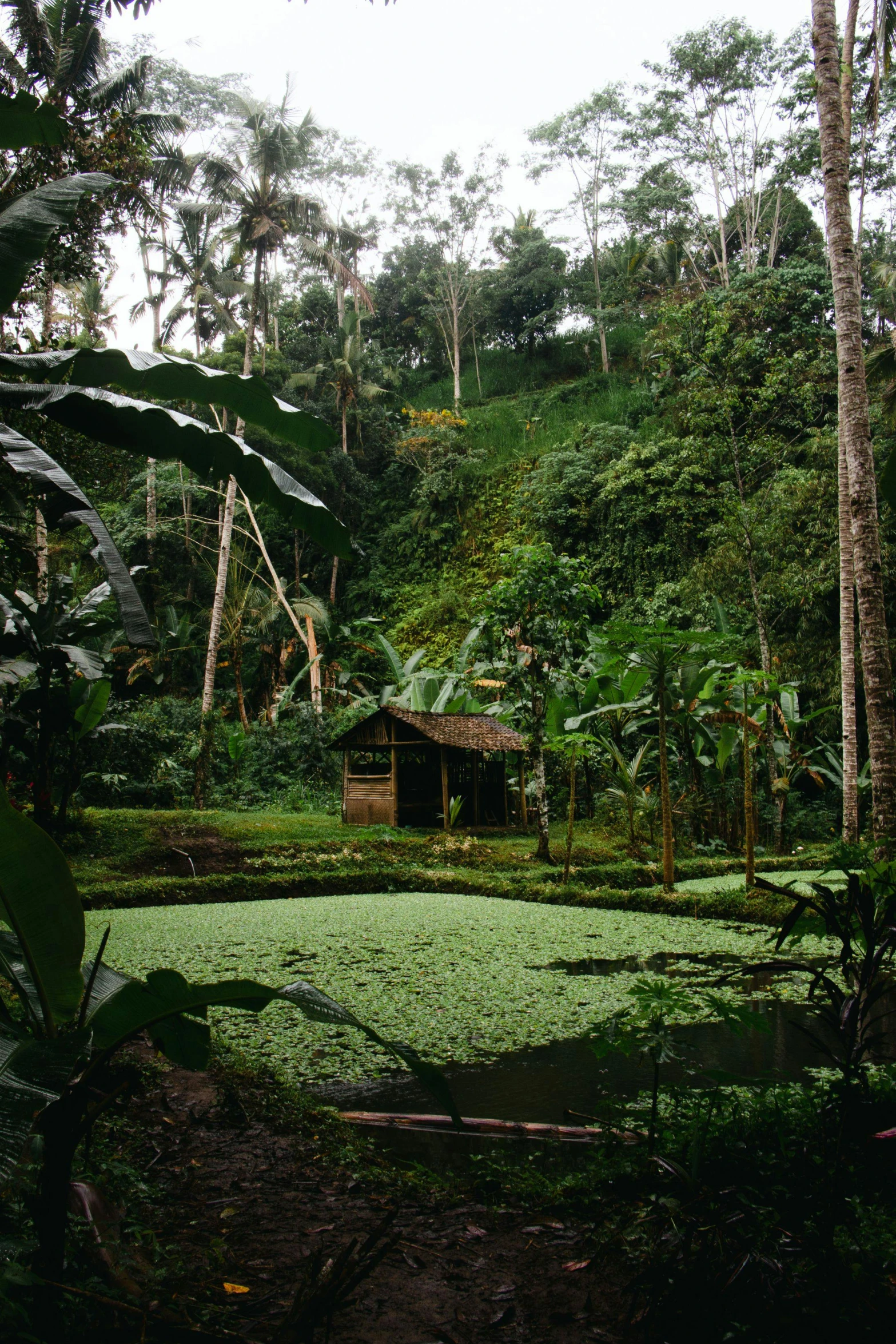 a house is sitting alone in the jungle