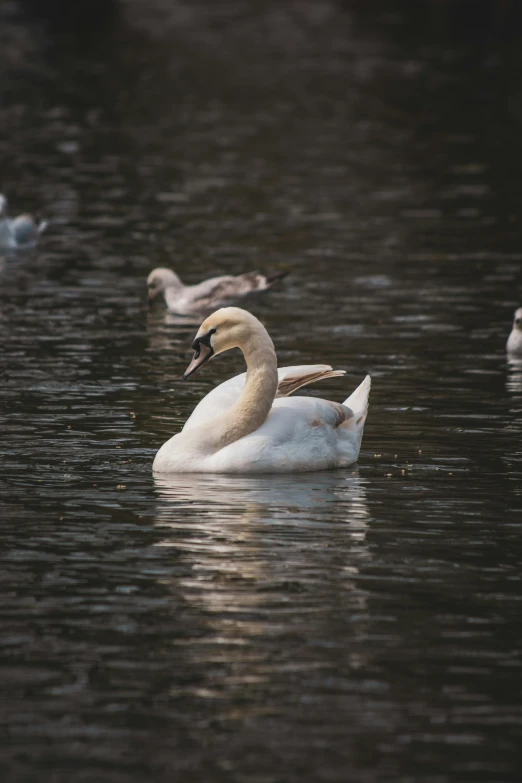 a large duck with an orange neck floating on top of water