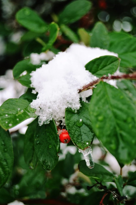 the berry is on the nch in the winter