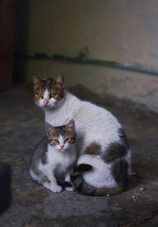 two cats are sitting and one has a sad look on it