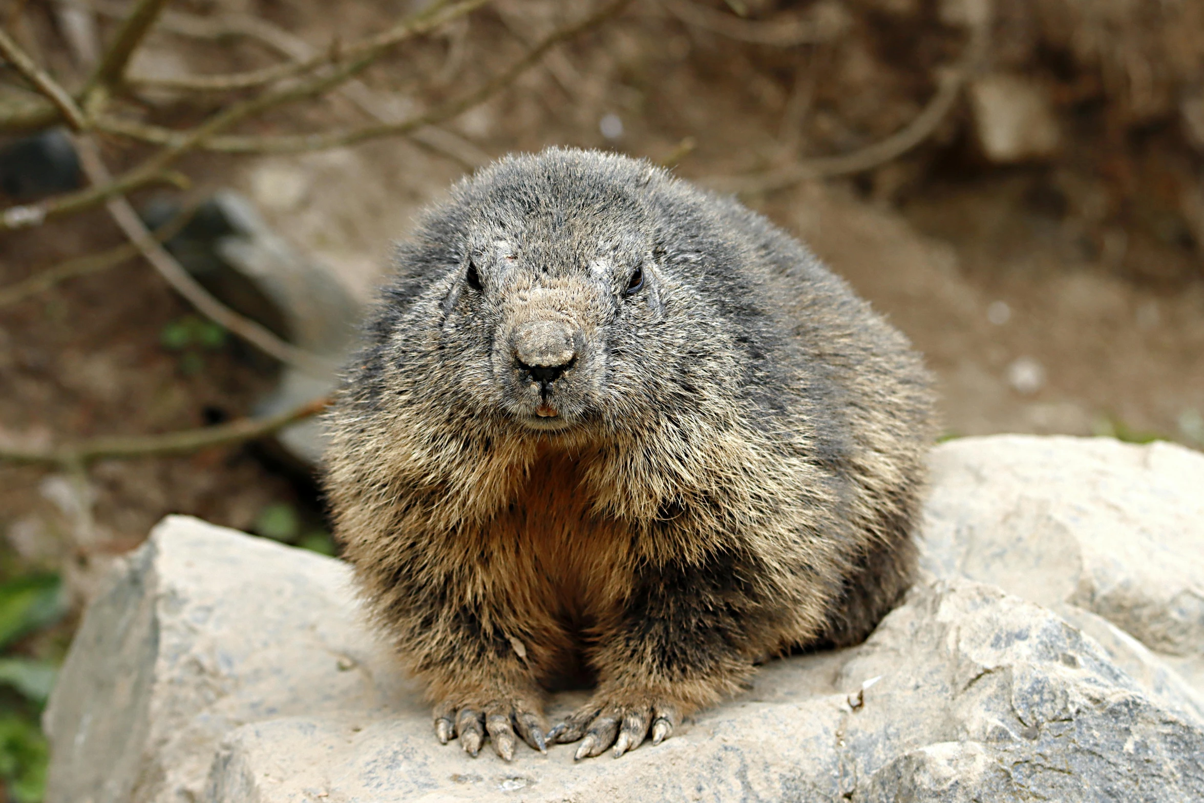 a ground squirrel looking sad on top of some rocks