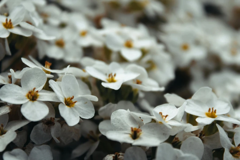 closeup of white and yellow flowers on a bush