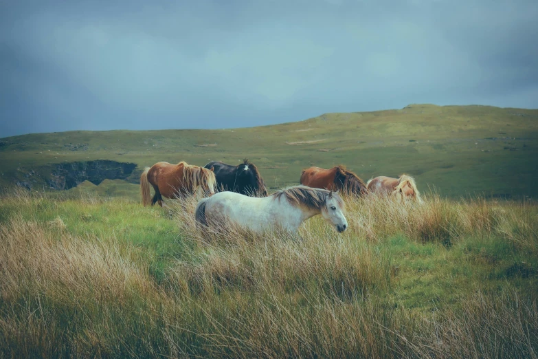 a group of horses that are grazing in the grass