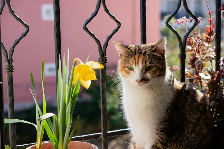 cat resting by the flower pot on a patio