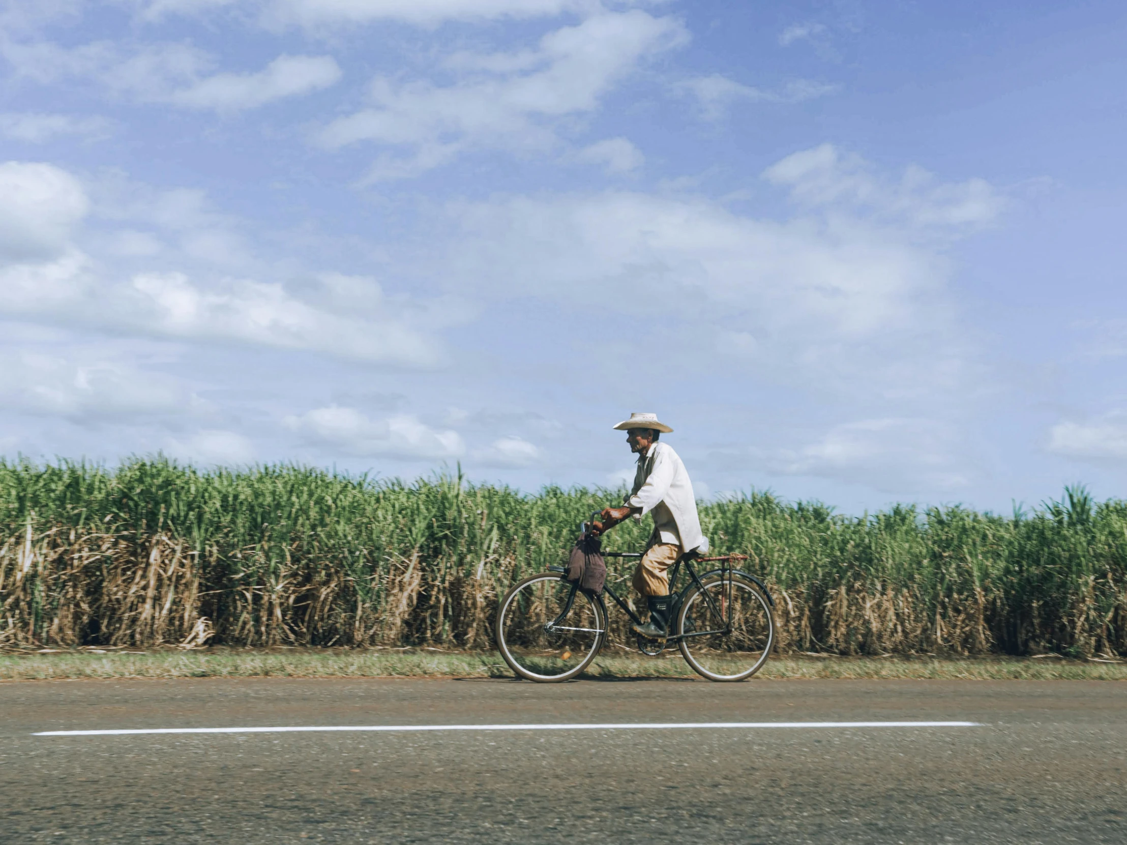 a person riding a bike on the road with lots of corn stalks