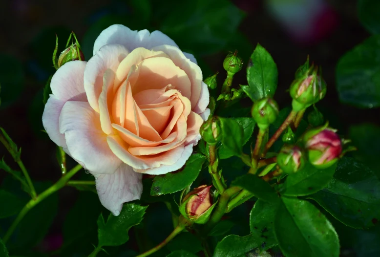 pink and yellow rose with green leaves