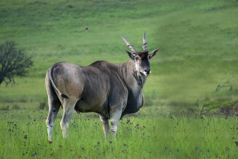 a buck looks in the grass in an open field