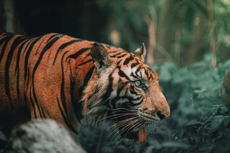 a tiger with red stripes walking in front of some black rocks