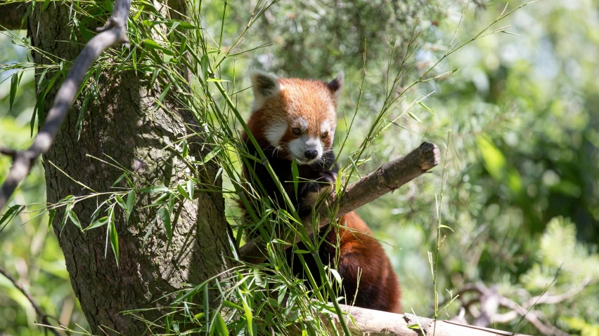 a red panda resting in the nches of a tree