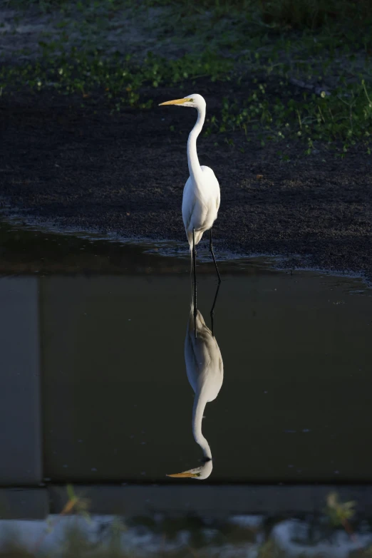 white egret standing on one leg and reflecting on the water