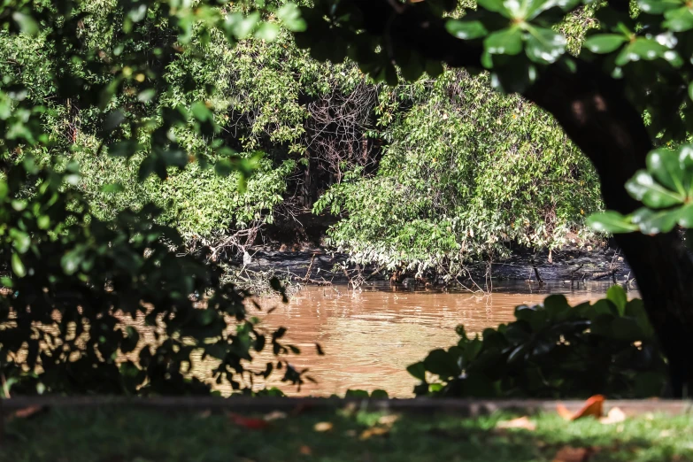 the brown water is almost very muddy and brown