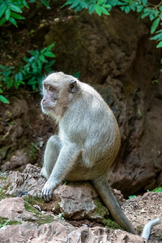 a monkey sitting on the ground near some leaves