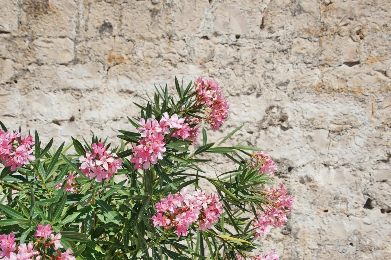 flowers and leaves in front of an old brick wall