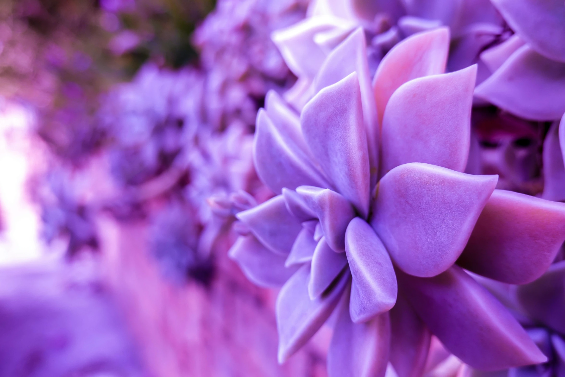 there are a lot of flowers that can be seen on this wall