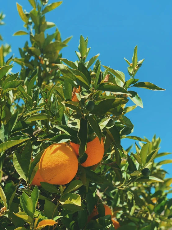 oranges are growing in a tree with green leaves