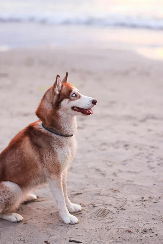 a shiba sitting on the sand looking out into the ocean