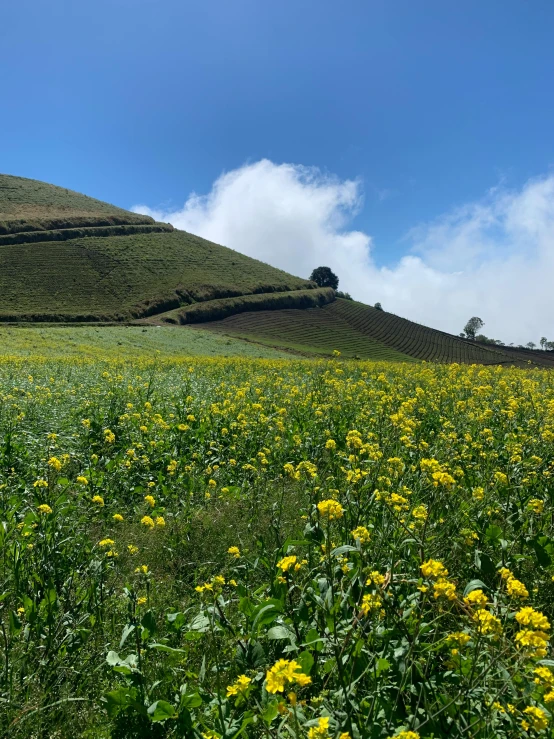 flowers grow on the grass below the mountains