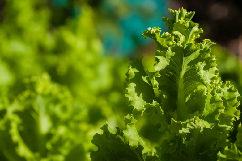 a leafy plant in a large garden setting