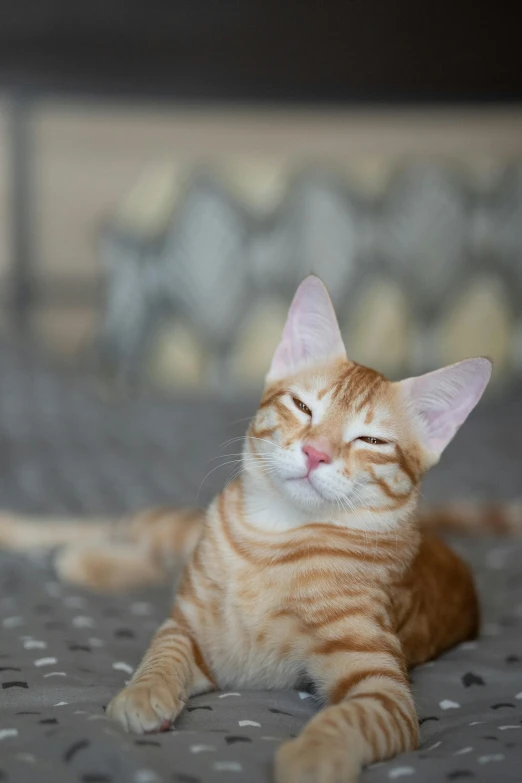 an orange tabby cat laying on a floor