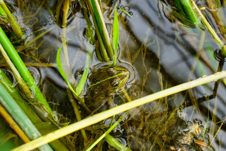 frogs sitting in a pond with some green reeds