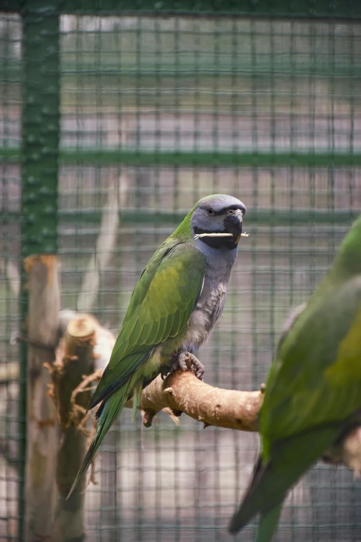 two parakeets in a cage sit on a nch