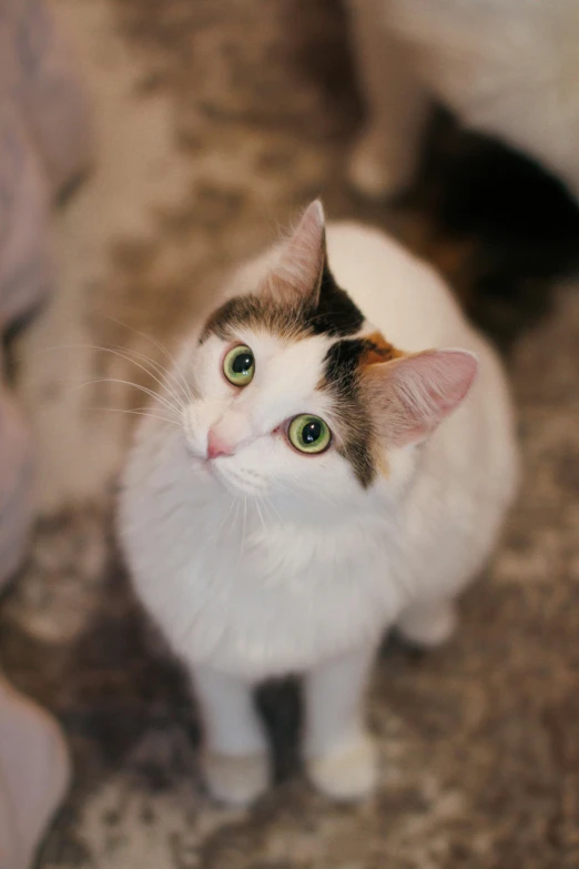 a cat with a green eye and brown ears
