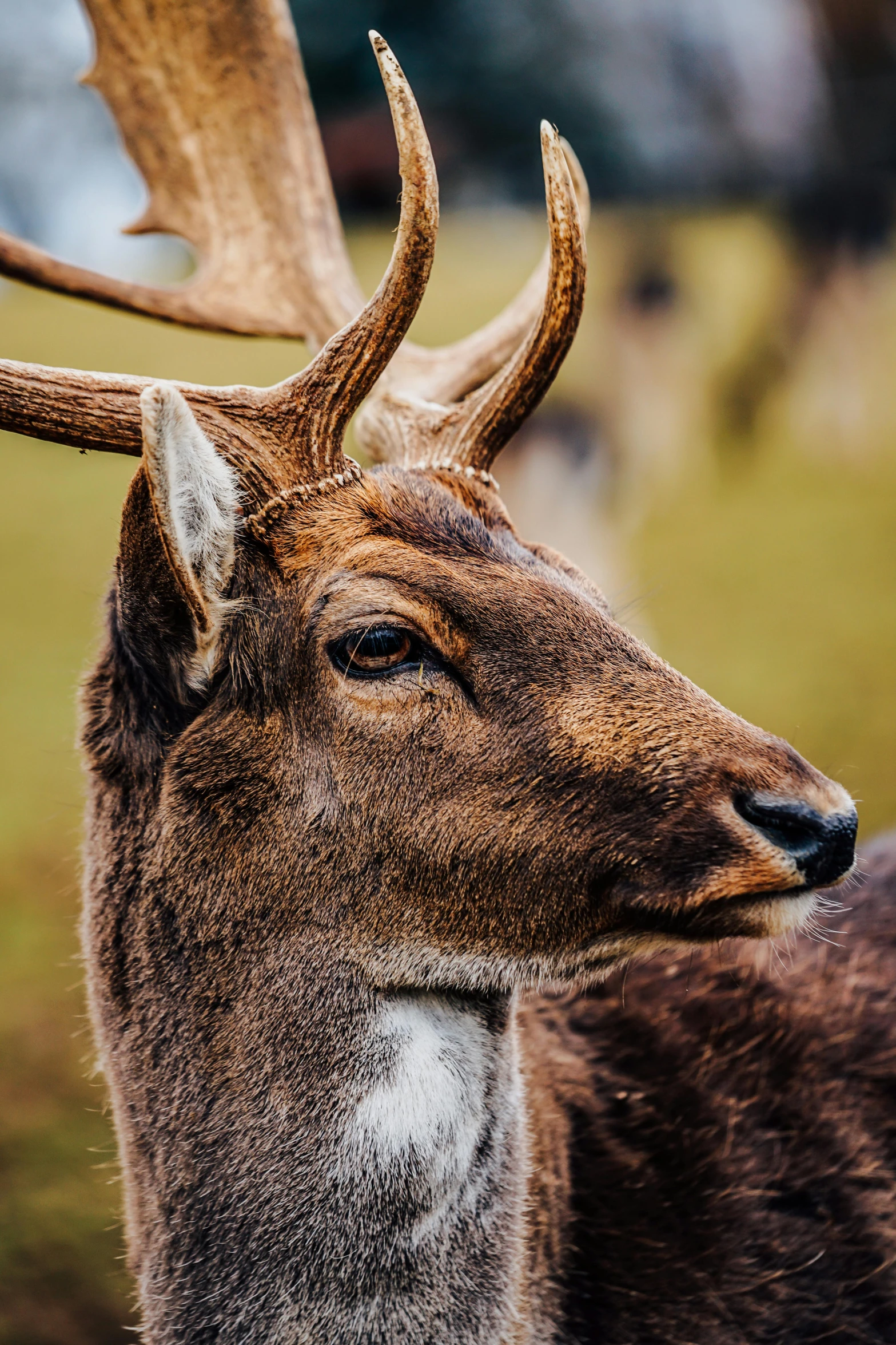 a deer with horns standing in the grass