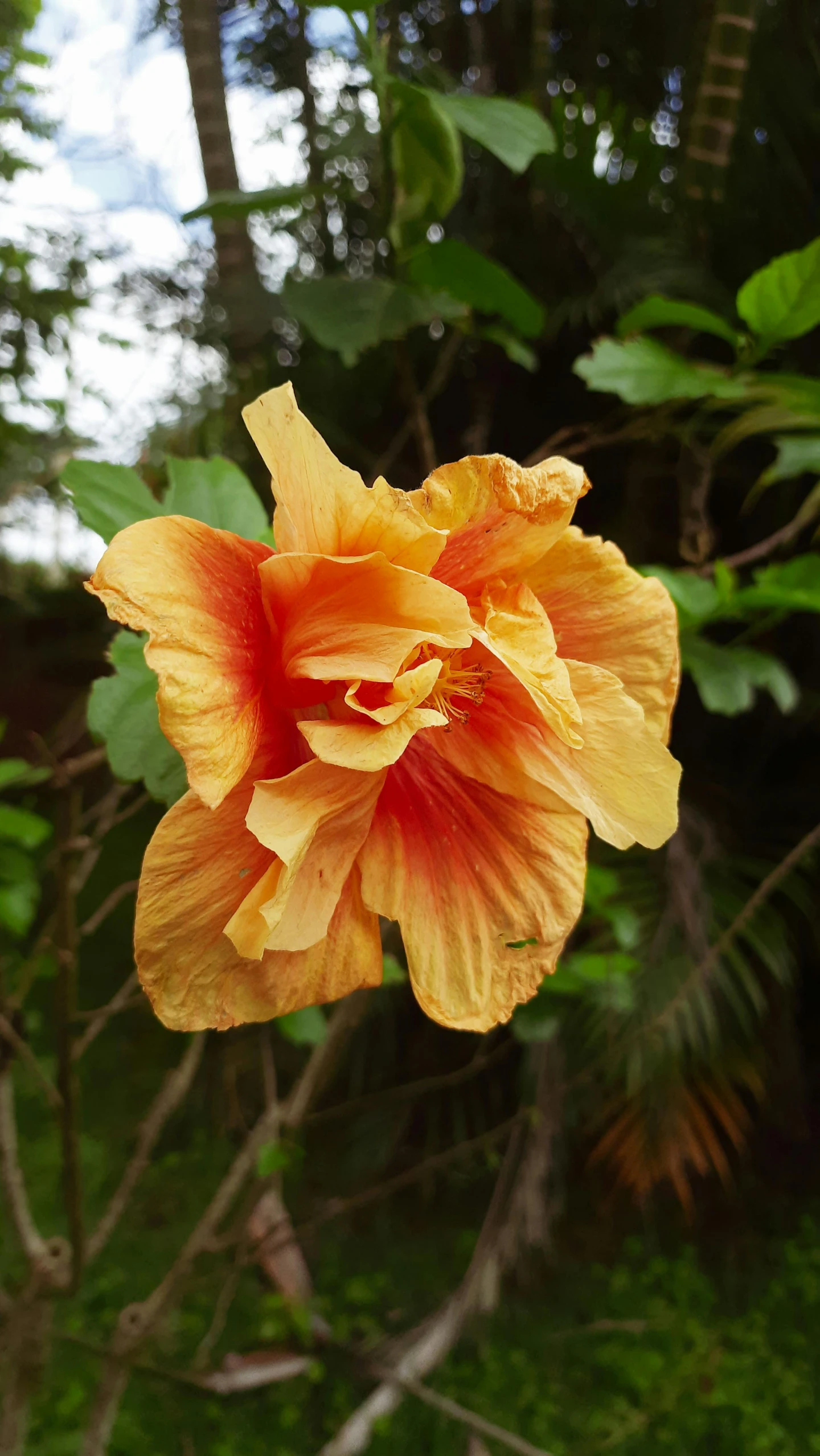 a large yellow flower sitting on top of a lush green field