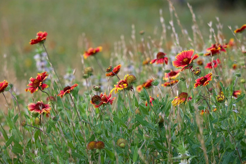 a field with lots of flowers and green grass