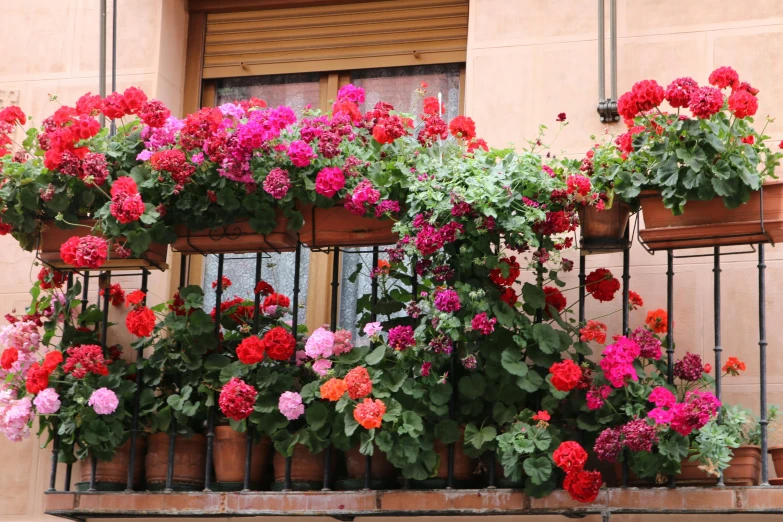 many colorful flowers in a flower box on a balcony