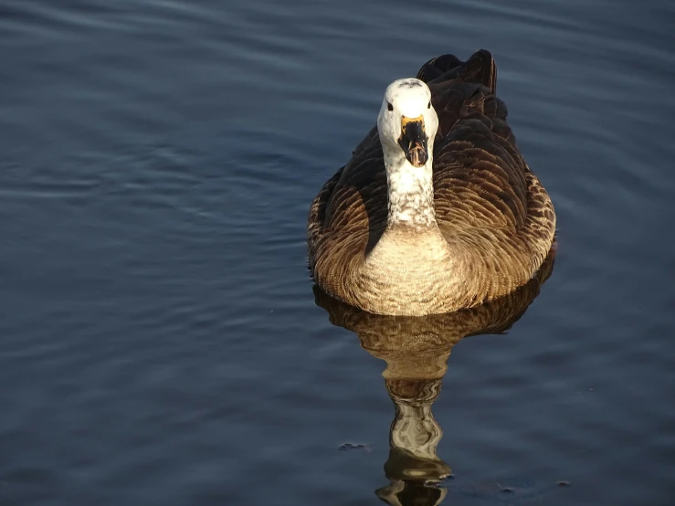 the duck is sitting in the water, facing the camera