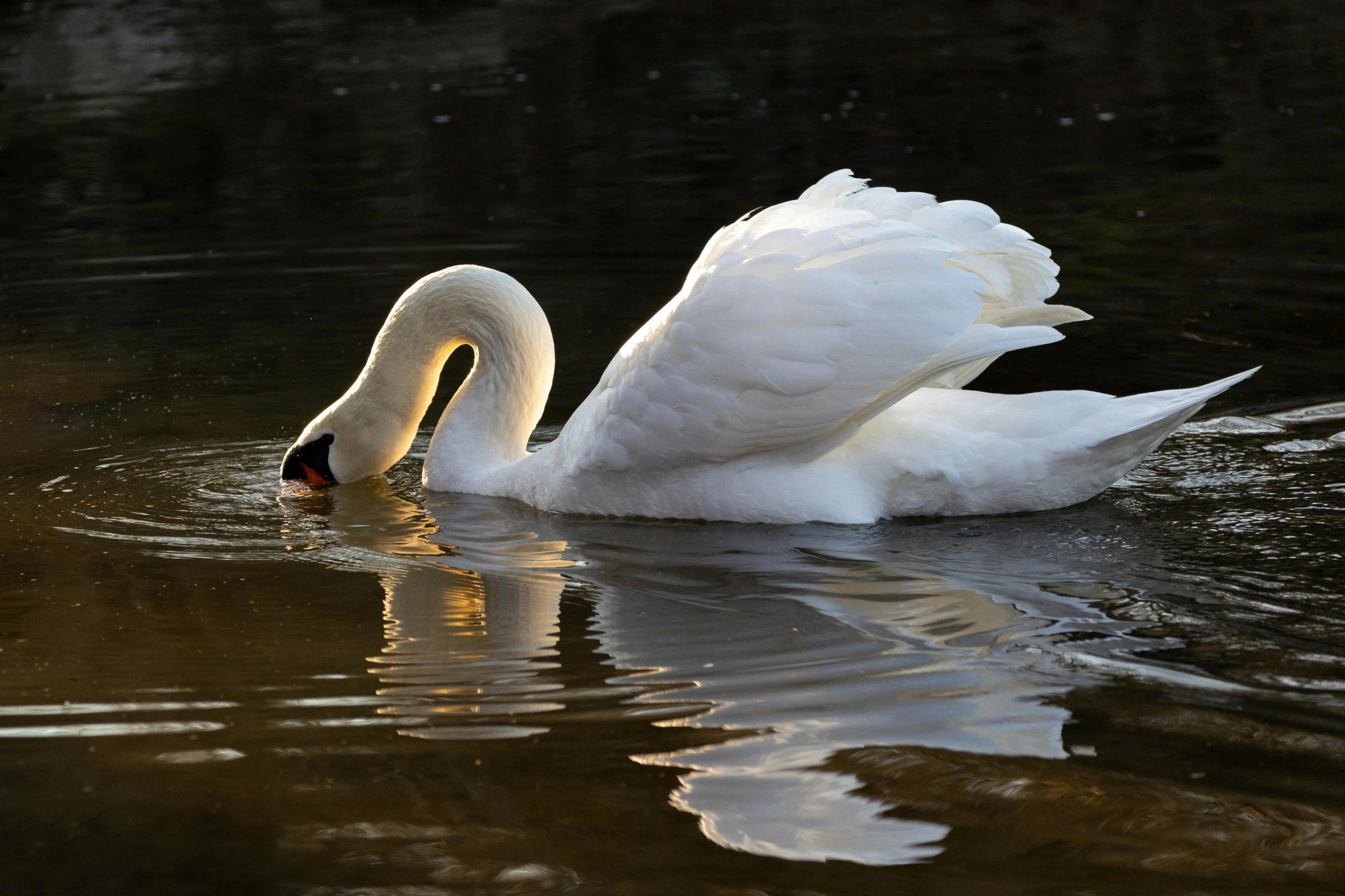 a white swan is swimming on the water