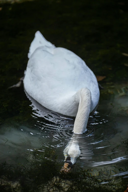 the swan is swimming in the water alone