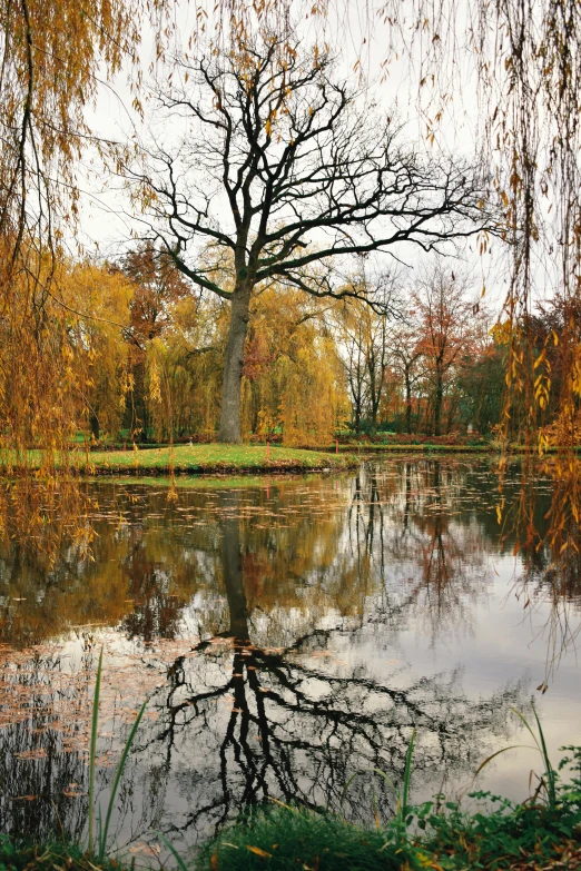 a tree is near the water surrounded by fall colored leaves