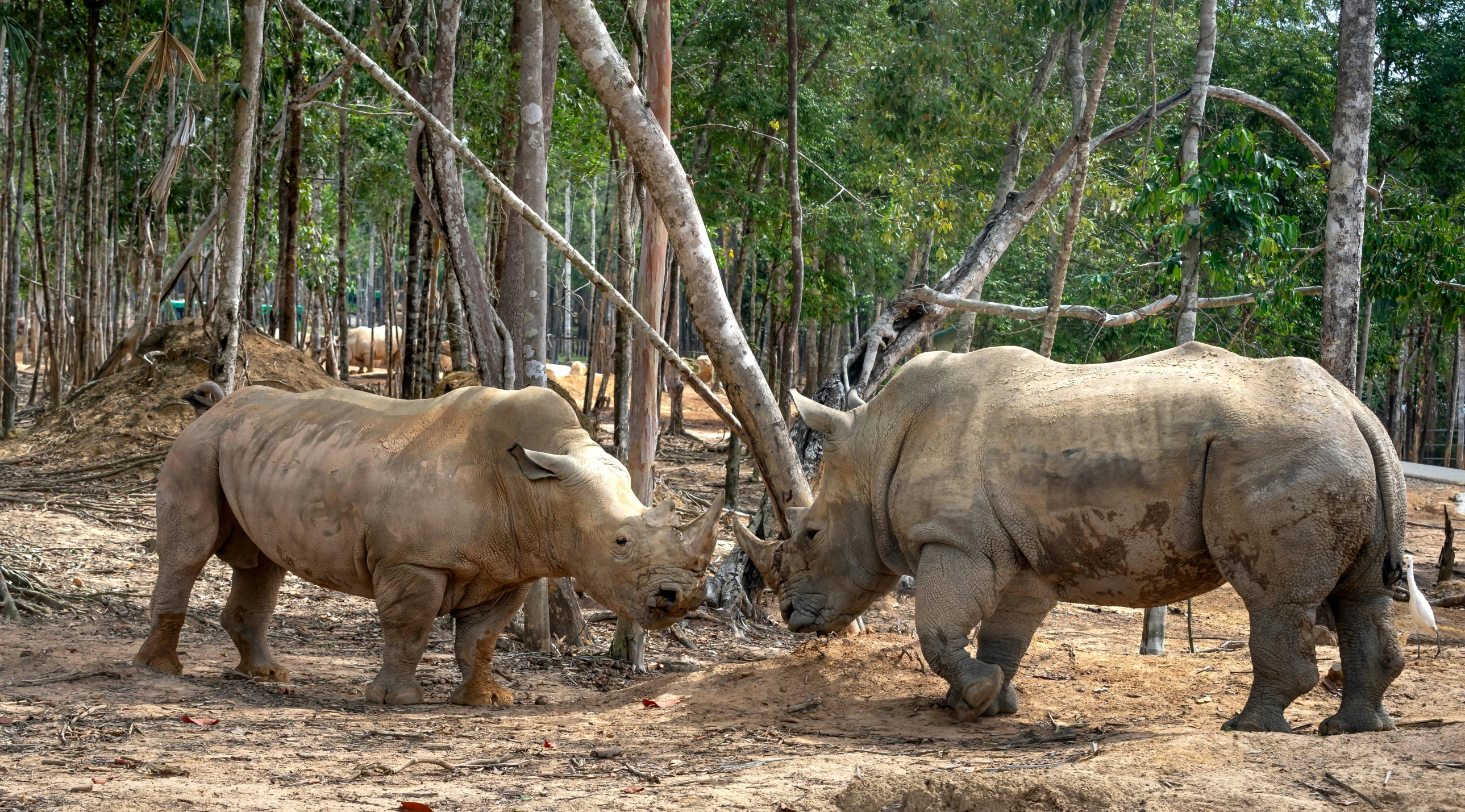 two rhinos standing in the woods near some trees