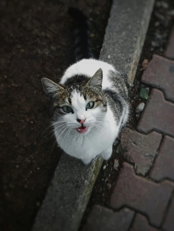 a white and gray cat standing on the sidewalk