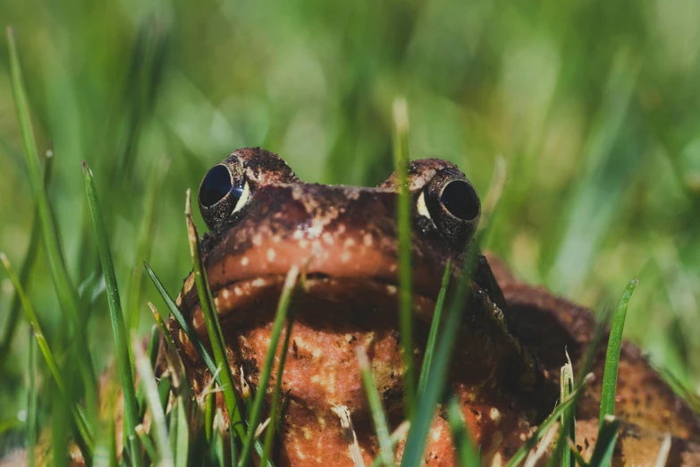 a small toad sitting in the grass in the grass
