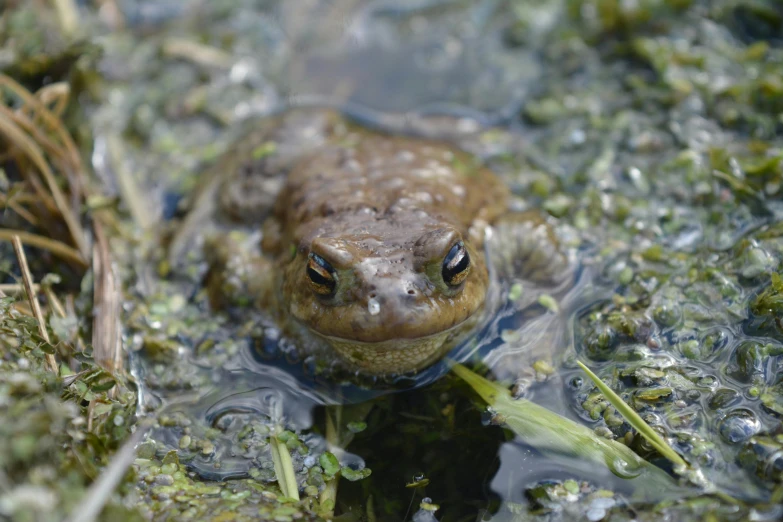close up view of a frog in a lake