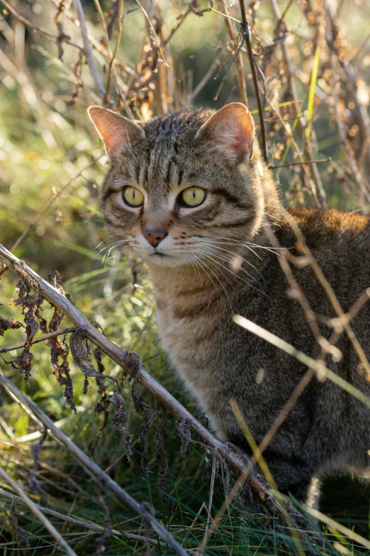 there is a cat sitting in the bushes