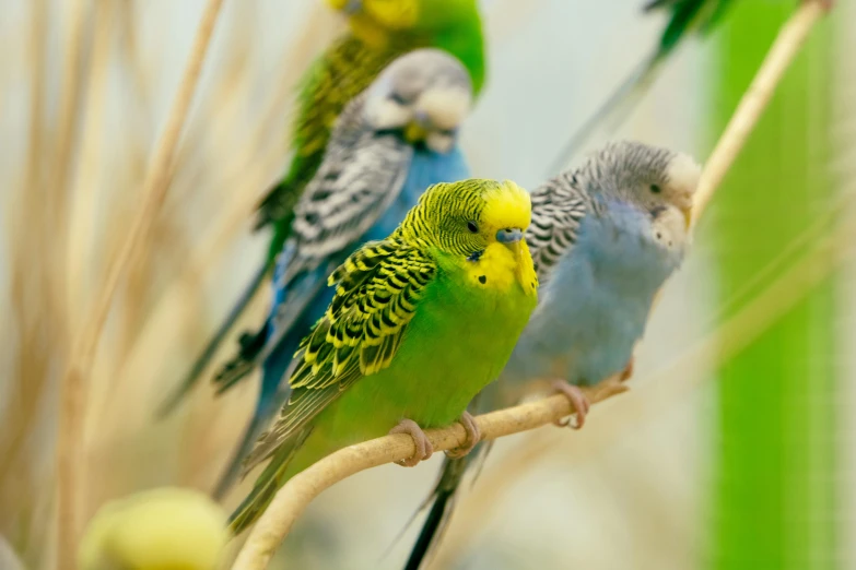 several small birds are perched on a nch