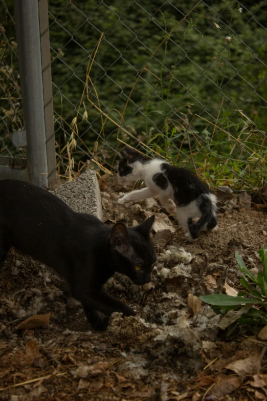 a black cat and a white cat look into each others eyes