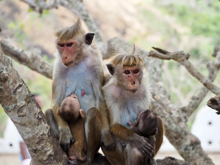 two monkeys sitting on a tree next to each other